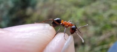 Formica polyctena — worker photo 133