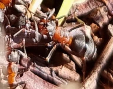 Formica polyctena — worker photo 135