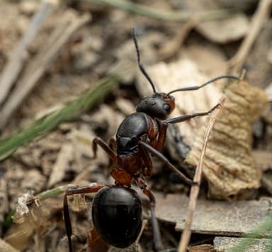 Formica polyctena photo 138