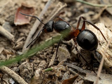 Formica polyctena photo 139