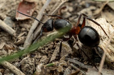 Formica polyctena photo 145