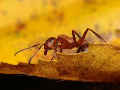 Formica polyctena photo 2