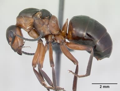 Formica polyctena — queen photo 7