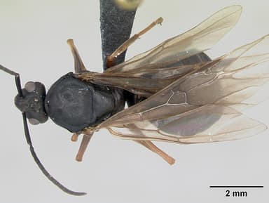 Formica polyctena — queen photo 8