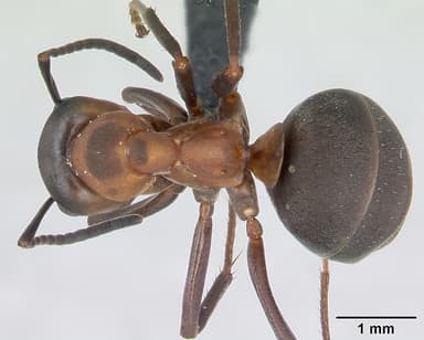 Formica polyctena — queen photo 10