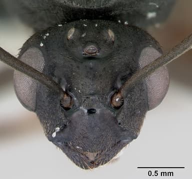 Formica polyctena — queen photo 15