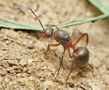 Formica pratensis photo 24