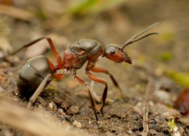 Formica pratensis photo 26