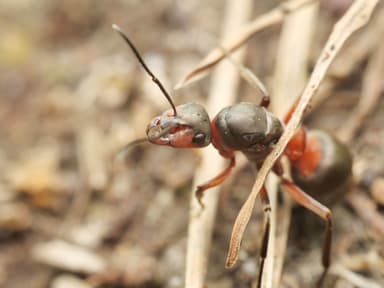 Formica pratensis photo 28