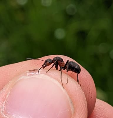 Formica pratensis photo 29