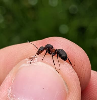 Formica pratensis photo 30