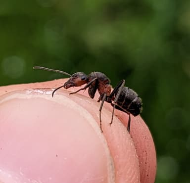 Formica pratensis photo 31