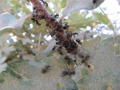 Formica pratensis photo 33