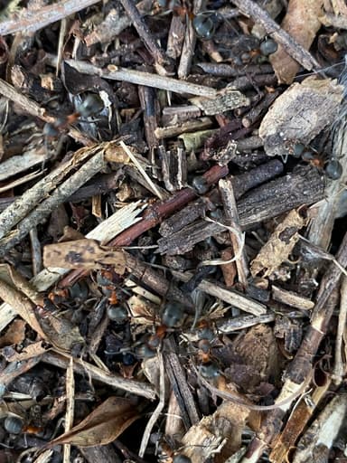 Formica pratensis photo 34