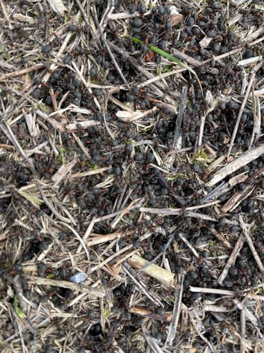 Formica pratensis photo 35