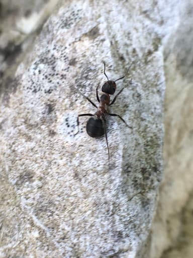 Formica pratensis photo 37