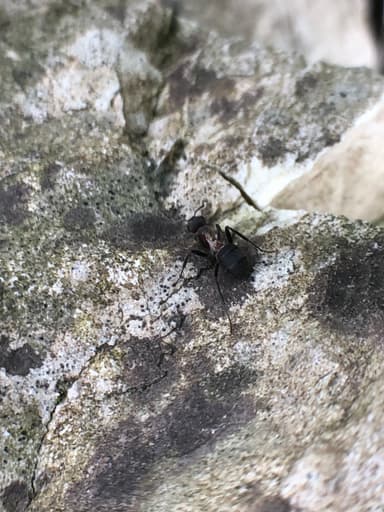 Formica pratensis photo 39