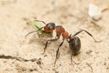 Formica pratensis photo 41