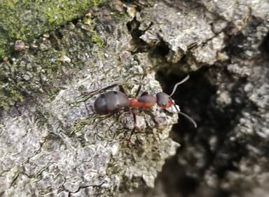 Formica pratensis photo 49