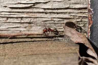 Formica pratensis photo 51
