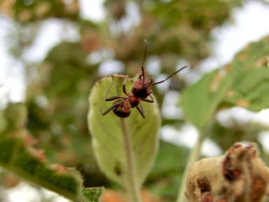 Formica pratensis photo 56