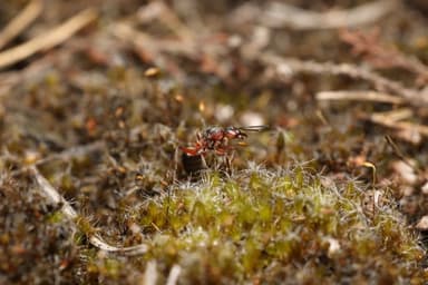Formica pratensis photo 57