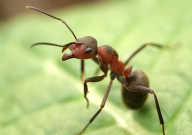 Formica pratensis photo 60