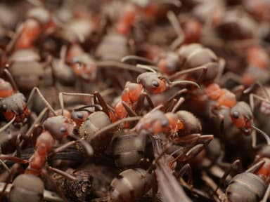 Formica pratensis photo 62