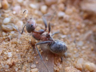 Formica pratensis photo 65