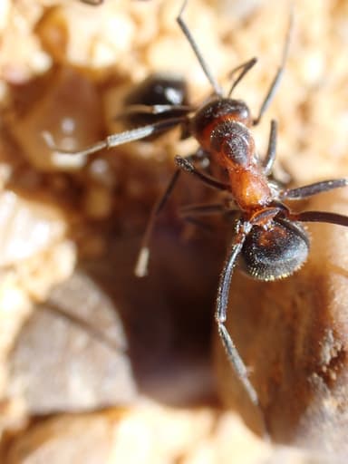 Formica pratensis photo 69