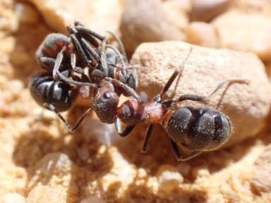 Formica pratensis photo 70