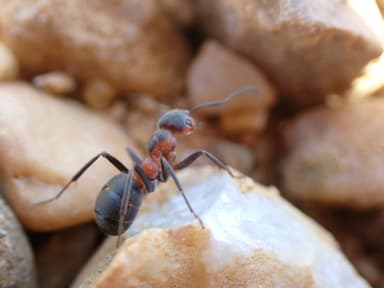 Formica pratensis photo 72