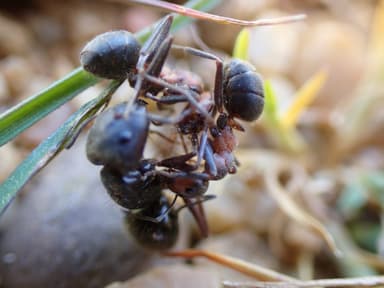 Formica pratensis photo 74
