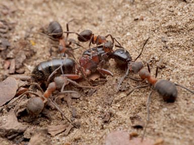 Formica pratensis — queen photo 75