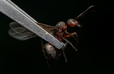 Formica pratensis photo 78