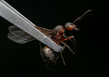 Formica pratensis photo 79