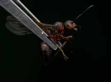 Formica pratensis photo 80