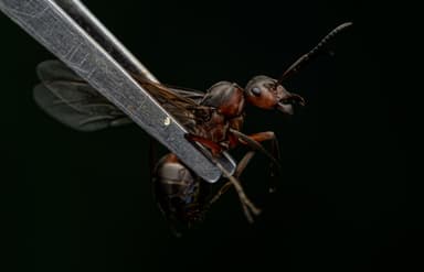 Formica pratensis photo 81