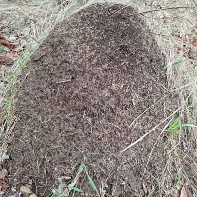 Formica pratensis photo 88