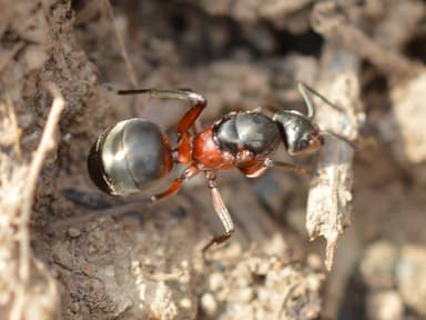 Formica pratensis photo 89