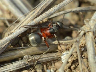 Formica pratensis photo 90