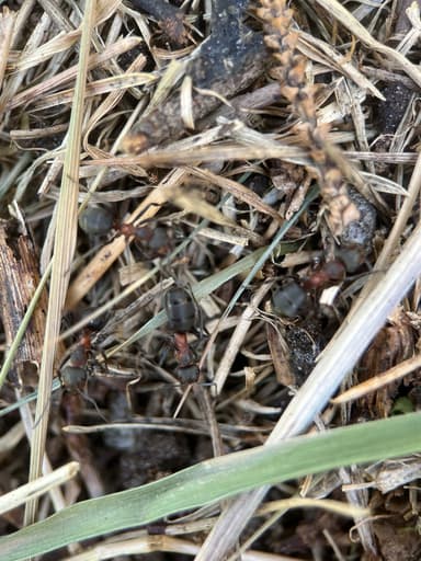 Formica pratensis — worker photo 95