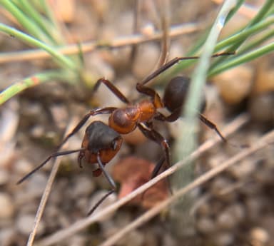 Formica pratensis photo 101