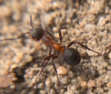 Formica pratensis photo 102