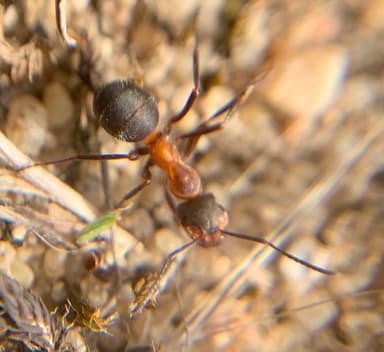 Formica pratensis photo 103