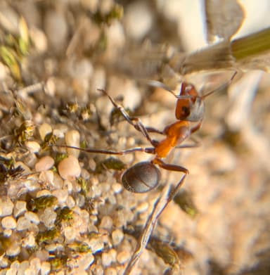 Formica pratensis photo 104