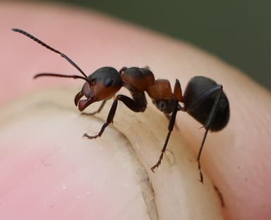Formica pratensis photo 105