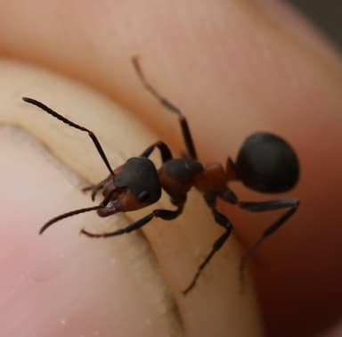 Formica pratensis photo 108