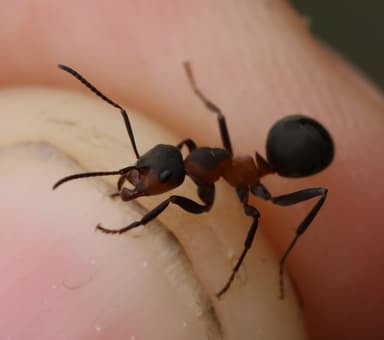 Formica pratensis photo 109