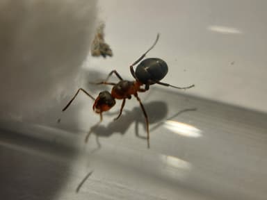 Formica pratensis photo 112